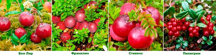 Рисунок - Клюква