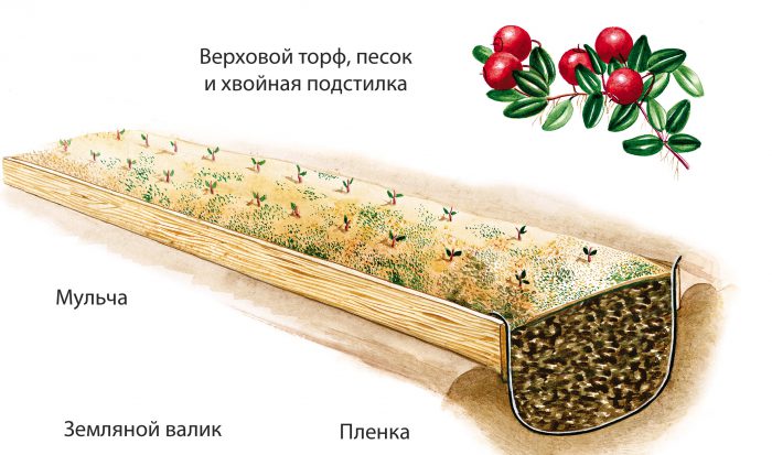 Рисунок - Клюква