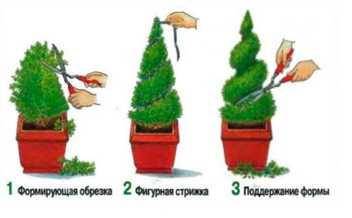 Рисунок - Кохия