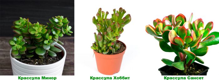 Рисунок - Крассула