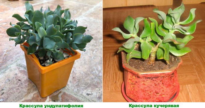 Рисунок - Крассула