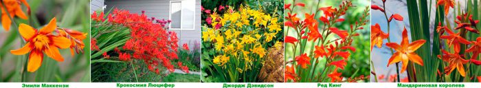Рисунок - Крокосмия