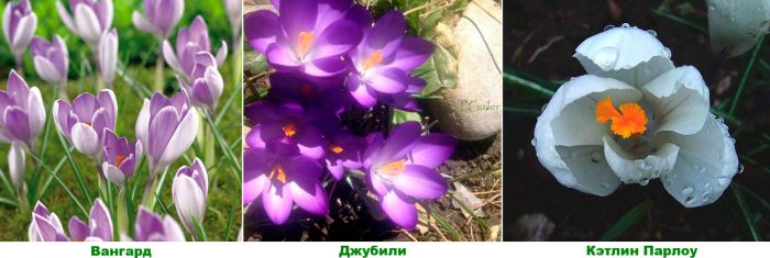 Рисунок - Крокус