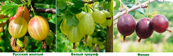 Рисунок - Крыжовник