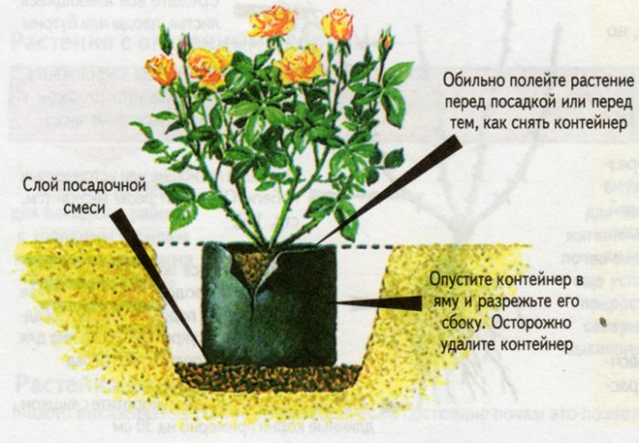 Рисунок - Кустовые розы