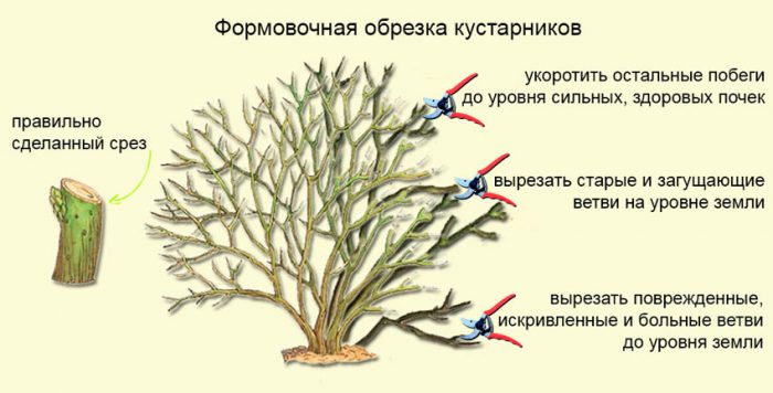 Рисунок - Лапчатка