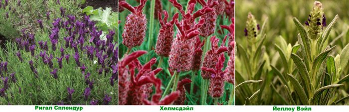 Рисунок - Лаванда