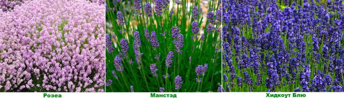 Рисунок - Лаванда