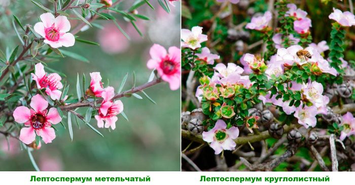 Рисунок - Лептоспермум