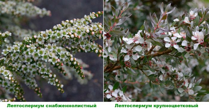 Рисунок - Лептоспермум