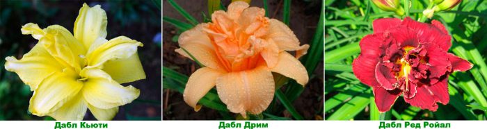 Рисунок - Лилейник