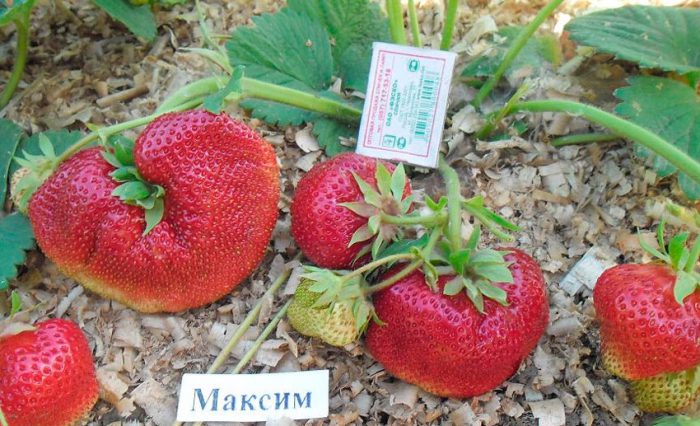 Рисунок - Лучшие сорта клубники: фото и описание