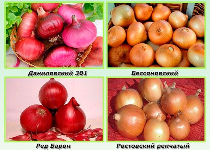 Рисунок - Лук