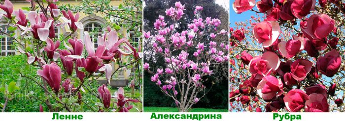 Рисунок - Магнолия