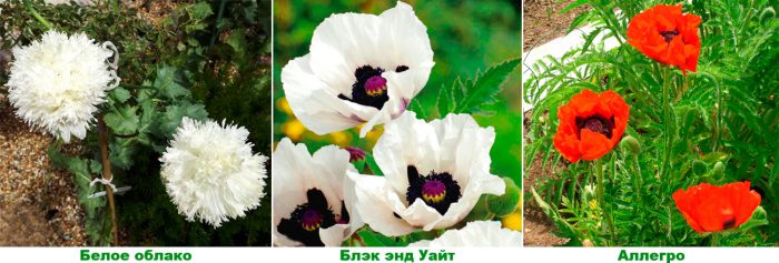Рисунок - Мак