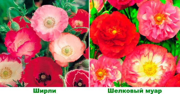 Рисунок - Мак