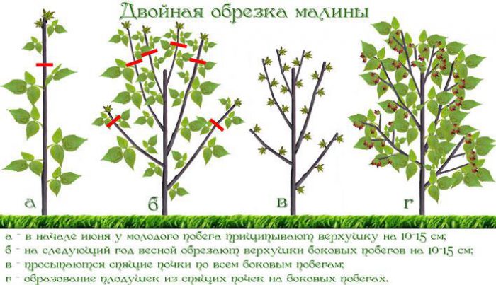 Рисунок - Малина
