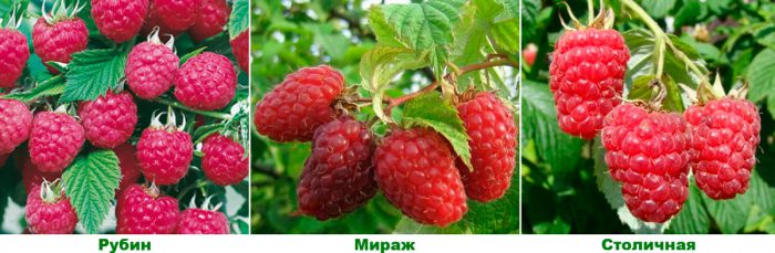 Рисунок - Малина
