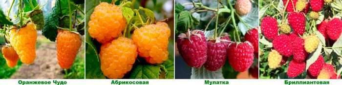 Рисунок - Малина