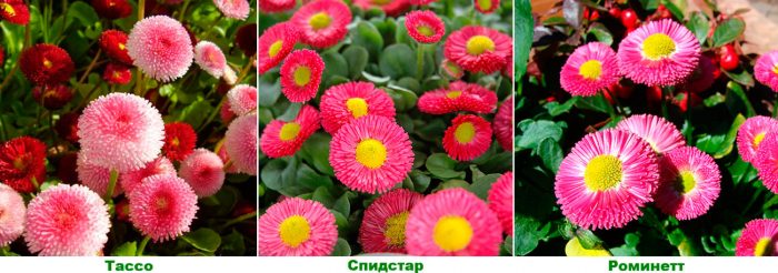 Рисунок - Маргаритки