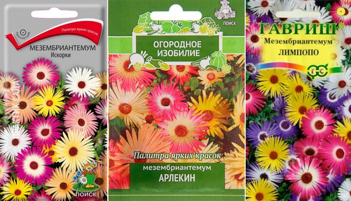 Рисунок - Мезембриантемум