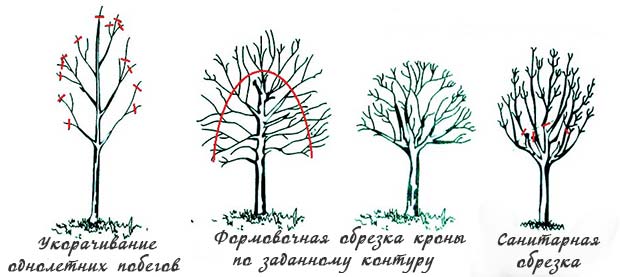Рисунок - Миндаль