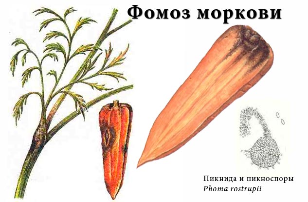 Рисунок - Морковь