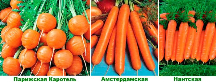 Рисунок - Морковь