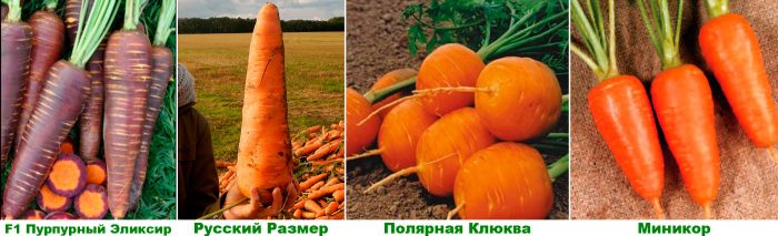 Рисунок - Морковь