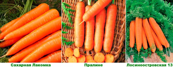 Рисунок - Морковь