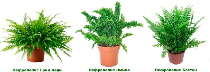 Рисунок - Нефролепис