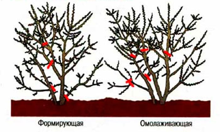 Рисунок - Облепиха
