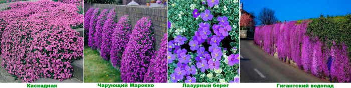 Рисунок - Обриета (аубреция)