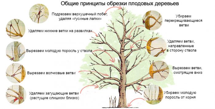 Рисунок - Осенняя обрезка плодовых деревьев