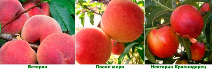 Рисунок - Персик