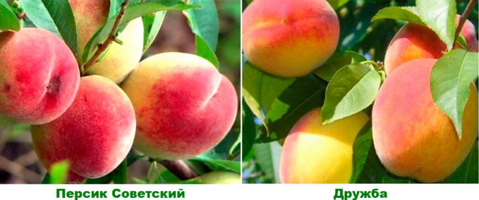 Рисунок - Персик