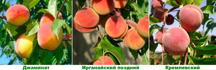 Рисунок - Персик