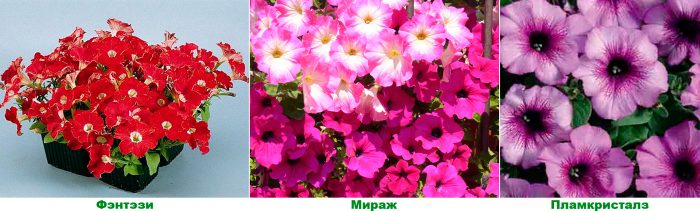 Рисунок - Петуния