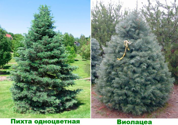 Рисунок - Пихта