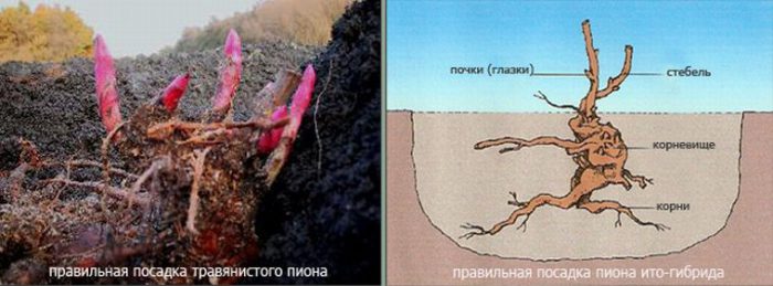 Рисунок - Пионы