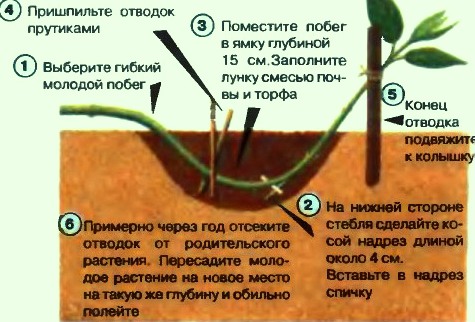 Рисунок - Пионы древовидные
