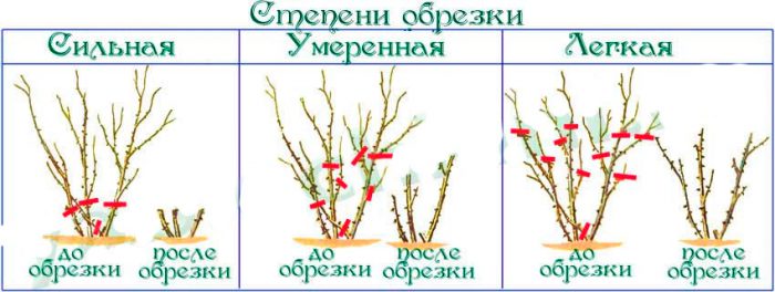 Рисунок - Плетистые розы