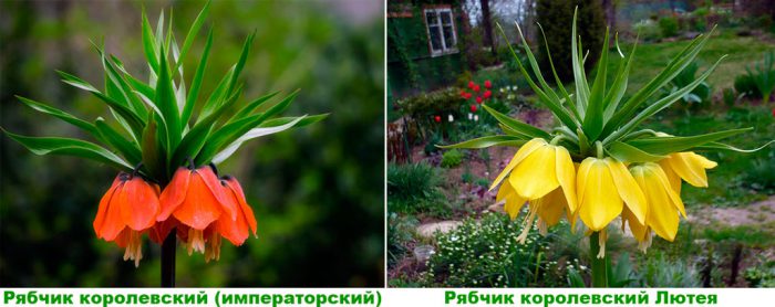 Рисунок - Рябчик