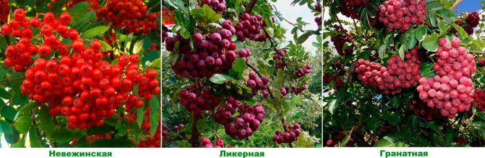 Рисунок - Рябина
