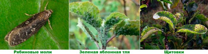 Рисунок - Рябина