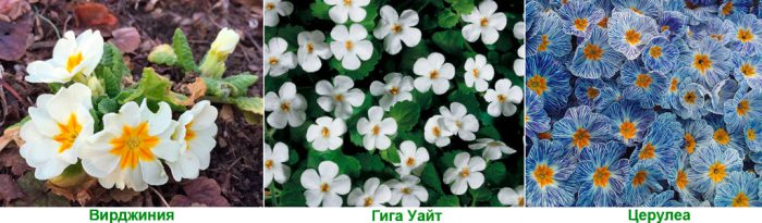 Рисунок - Садовая примула