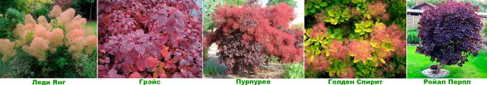 Рисунок - Скумпия