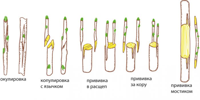 Рисунок - Слива