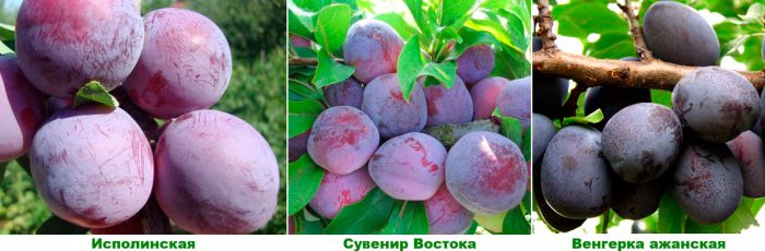 Рисунок - Слива