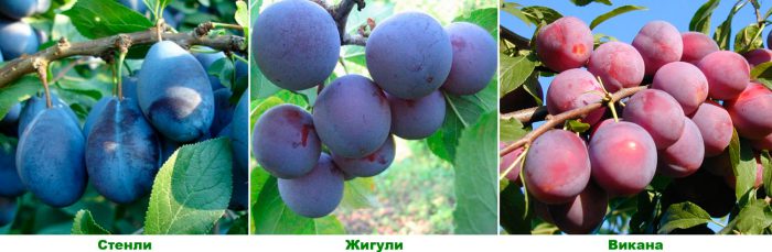 Рисунок - Слива